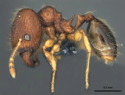Pheidole onifera specimen CASENT0185253 image casent0185253_3