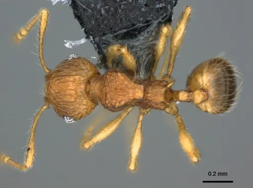 Pheidole onifera specimen CASENT0185425 image casent0185425_1