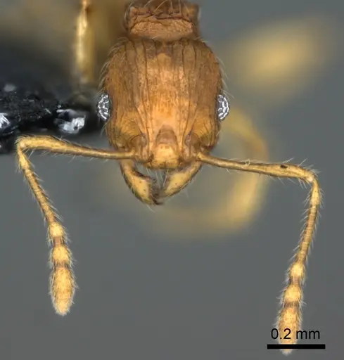Pheidole onifera specimen CASENT0185425 image casent0185425_2