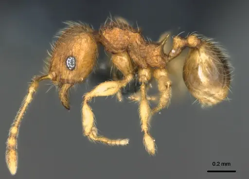 Pheidole onifera specimen CASENT0185425 image casent0185425_3