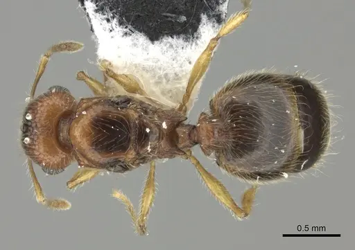 Pheidole onifera specimen CASENT0185461 image casent0185461_1