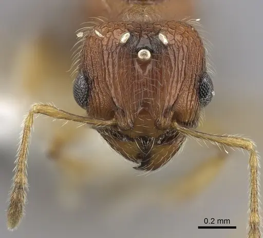 Pheidole onifera specimen CASENT0185461 image casent0185461_2