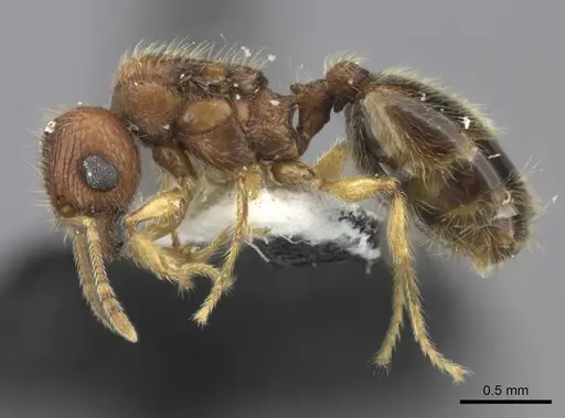 Pheidole onifera specimen CASENT0185461 image casent0185461_3