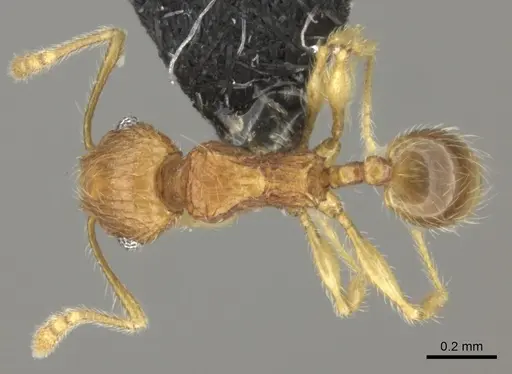 Pheidole onifera specimen CASENT0185477 image casent0185477_1