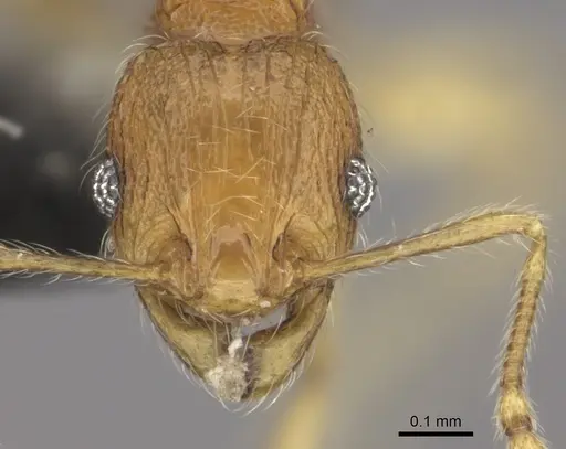 Pheidole onifera specimen CASENT0185477 image casent0185477_2