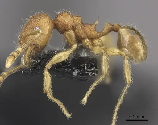 Pheidole onifera specimen CASENT0185477 image casent0185477_3