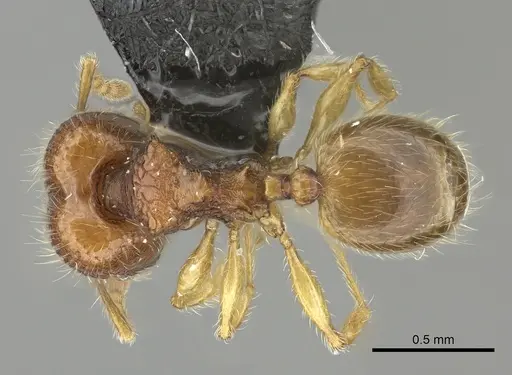 Pheidole onifera specimen CASENT0185541 image casent0185541_1