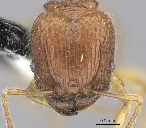 Pheidole onifera specimen CASENT0185541 image casent0185541_2