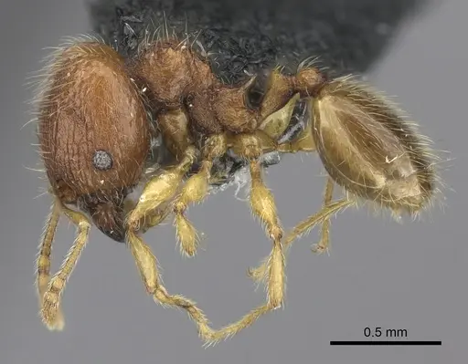 Pheidole onifera specimen CASENT0185541 image casent0185541_3