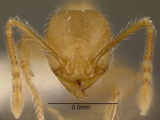 Pheidole onyx specimen CASENT0635501 image casent0635501_1