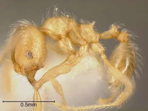 Pheidole onyx specimen CASENT0635501 image casent0635501_2