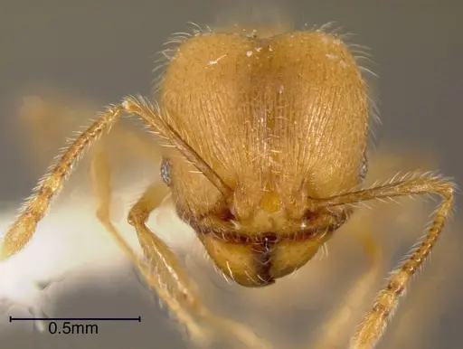 Pheidole onyx specimen INBIOCRI002281490 image inbiocri002281490_1