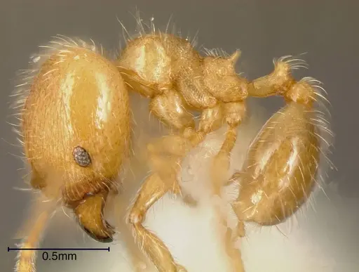 Pheidole onyx specimen INBIOCRI002281490 image inbiocri002281490_2