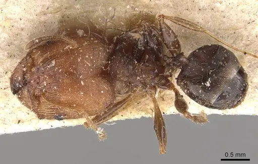Pheidole opaciventris specimen CASENT0908047 image casent0908047_1