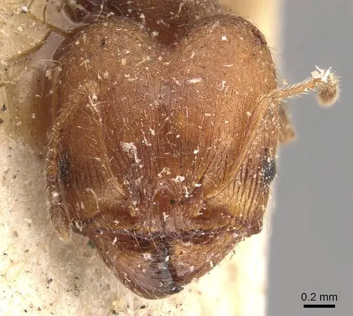 Pheidole opaciventris specimen CASENT0908047 image casent0908047_2
