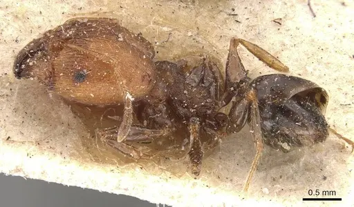 Pheidole opaciventris specimen CASENT0908047 image casent0908047_3