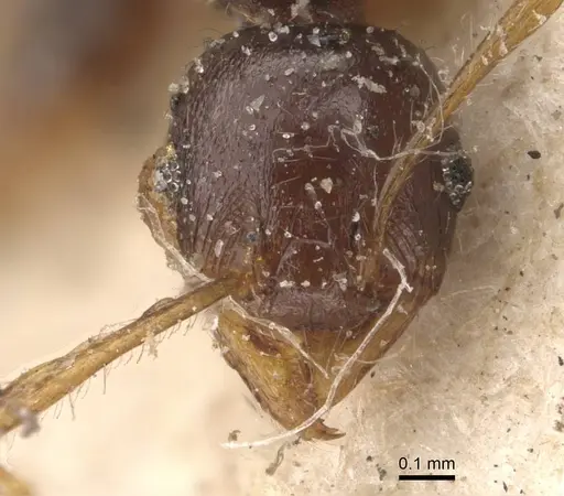 Pheidole opaciventris specimen CASENT0908048 image casent0908048_1