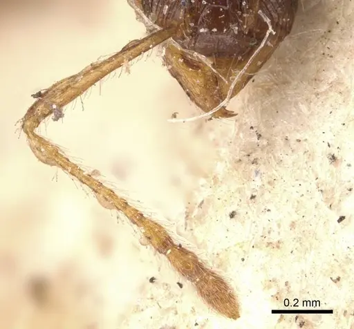 Pheidole opaciventris specimen CASENT0908048 image casent0908048_2