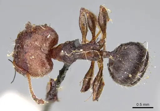 Pheidole opaciventris specimen CASENT0919758 image casent0919758_1