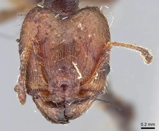 Pheidole opaciventris specimen CASENT0919758 image casent0919758_2