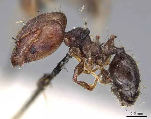 Pheidole opaciventris specimen CASENT0919758 image casent0919758_3