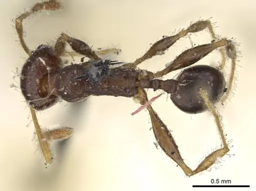 Pheidole opaciventris specimen CASENT0919759 image casent0919759_1