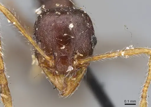 Pheidole opaciventris specimen CASENT0919759 image casent0919759_2