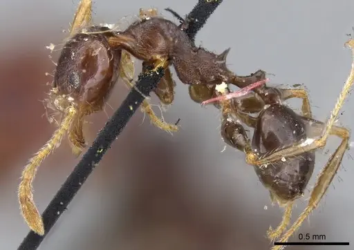 Pheidole opaciventris specimen CASENT0919759 image casent0919759_3