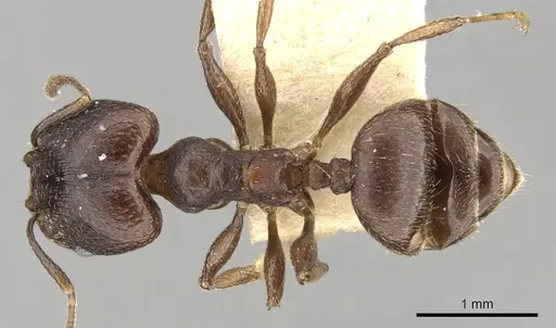 Pheidole optiva specimen CASENT0281745 image casent0281745_1
