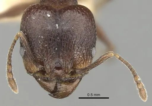 Pheidole optiva specimen CASENT0281745 image casent0281745_2