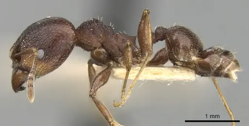 Pheidole optiva specimen CASENT0281745 image casent0281745_3