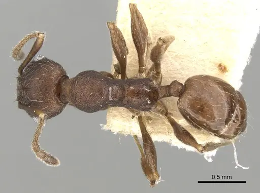 Pheidole optiva specimen CASENT0281746 image casent0281746_1