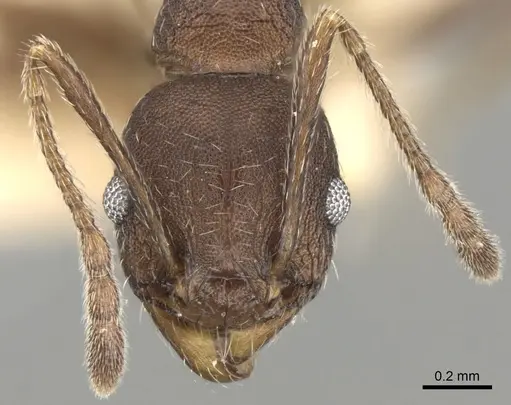 Pheidole optiva specimen CASENT0281746 image casent0281746_2