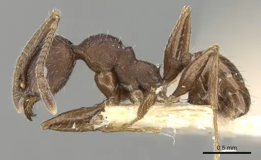 Pheidole optiva specimen CASENT0281746 image casent0281746_3