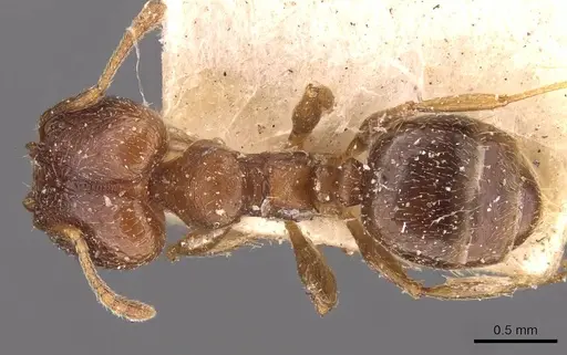 Pheidole optiva specimen CASENT0908146 image casent0908146_1