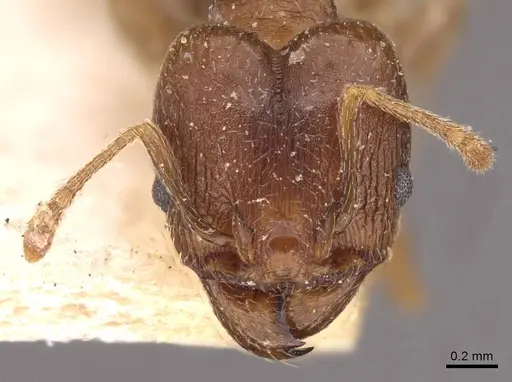 Pheidole optiva specimen CASENT0908146 image casent0908146_2