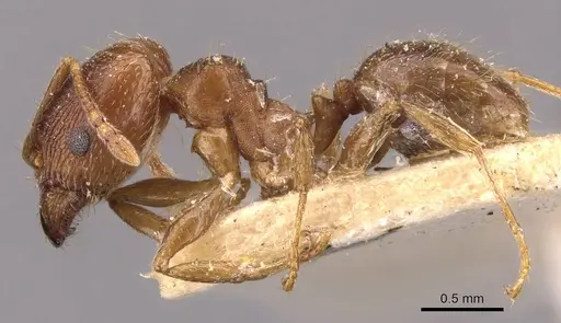 Pheidole optiva specimen CASENT0908146 image casent0908146_3