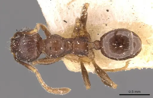 Pheidole optiva specimen CASENT0908147 image casent0908147_1