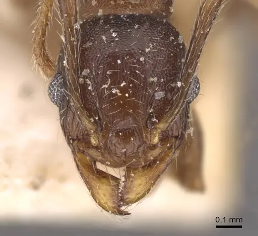 Pheidole optiva specimen CASENT0908147 image casent0908147_2