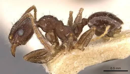 Pheidole optiva specimen CASENT0908147 image casent0908147_3