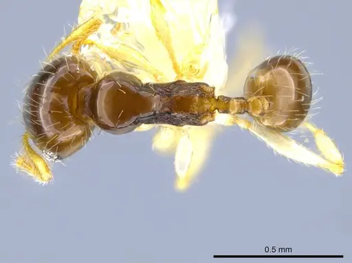 Pheidole orbica specimen CASENT0630524 image casent0630524_1