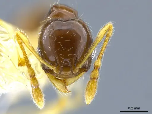 Pheidole orbica specimen CASENT0630524 image casent0630524_2