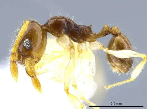 Pheidole orbica specimen CASENT0630524 image casent0630524_3