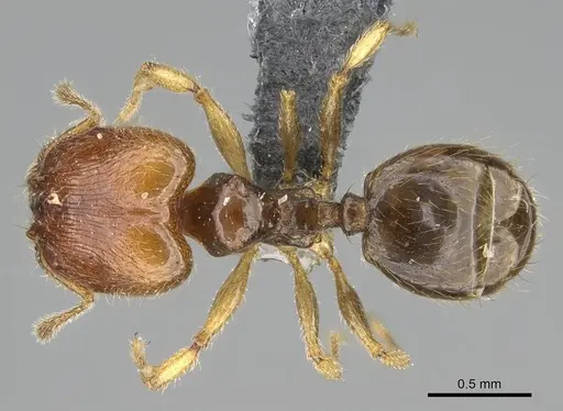 Pheidole orbica specimen CASENT0767549 image casent0767549_1