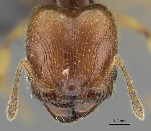 Pheidole orbica specimen CASENT0767549 image casent0767549_2
