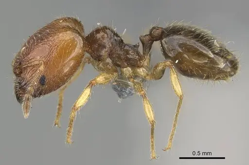 Pheidole orbica specimen CASENT0767549 image casent0767549_3