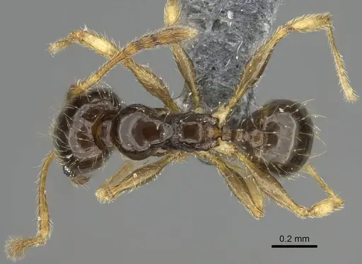 Pheidole orbica specimen CASENT0767600 image casent0767600_1