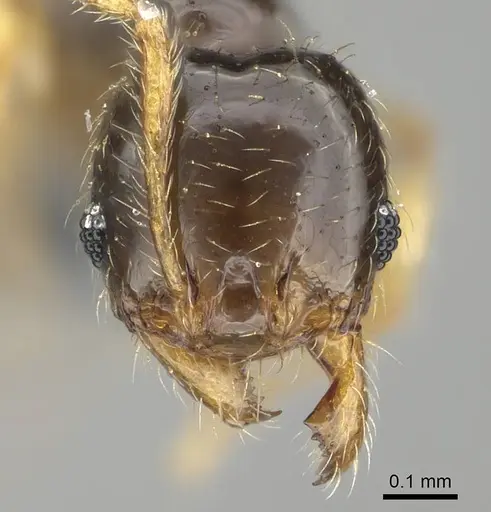 Pheidole orbica specimen CASENT0767600 image casent0767600_2
