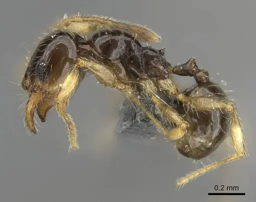 Pheidole orbica specimen CASENT0767600 image casent0767600_3