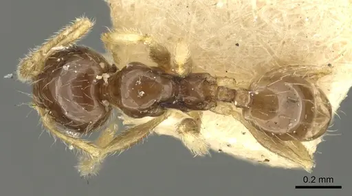 Pheidole orbica specimen CASENT0901599 image casent0901599_1